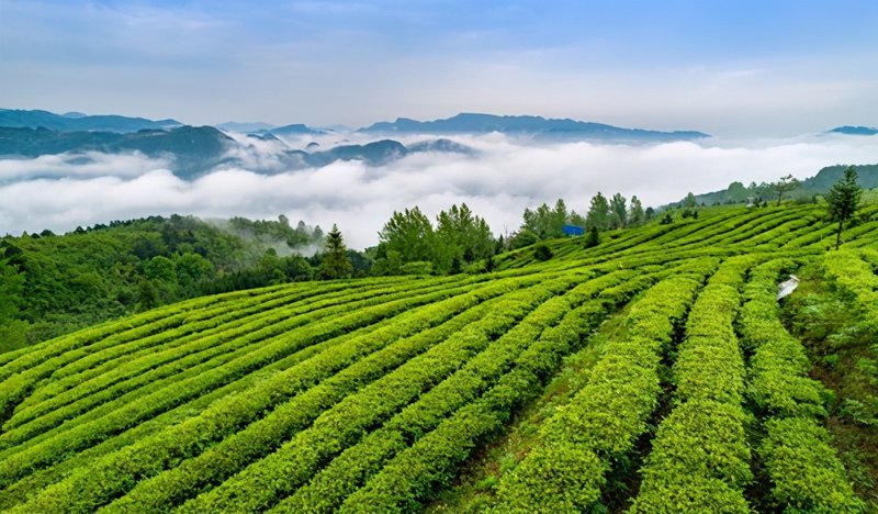 遵义红茶：一杯蕴藏魅力的茶香