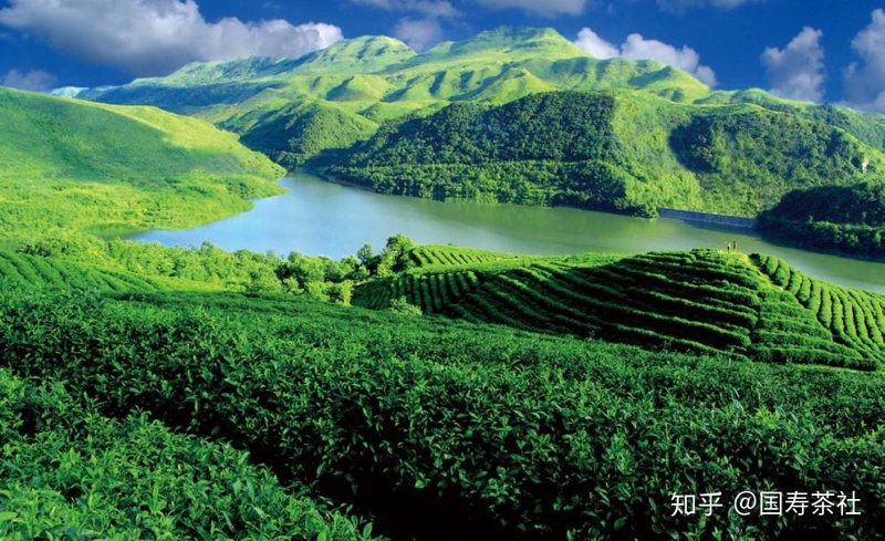 遵义红茶，如何挑选一杯好茶